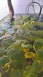 Amazonekikkerbeet drijfplant (€3/10 stuks), Dieren en Toebehoren, Vissen | Aquaria en Toebehoren, Ophalen, Nieuw, Plant(en), Steen of Hout