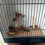 6 japanse meeuwkes, kuif/gladkop 5€ stuk,, Dieren en Toebehoren, Vogels | Overige Vogels, Geringd