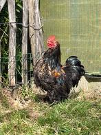 Cochin kriel haan gratis, Dieren en Toebehoren, Pluimvee, Mannelijk, Kip