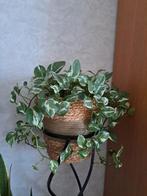 Stekjes, Enlèvement