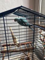 Halsbandparkiet 5 maanden geringd, Dieren en Toebehoren, Vogels | Parkieten en Papegaaien, Vrouwelijk, Parkiet, Geringd