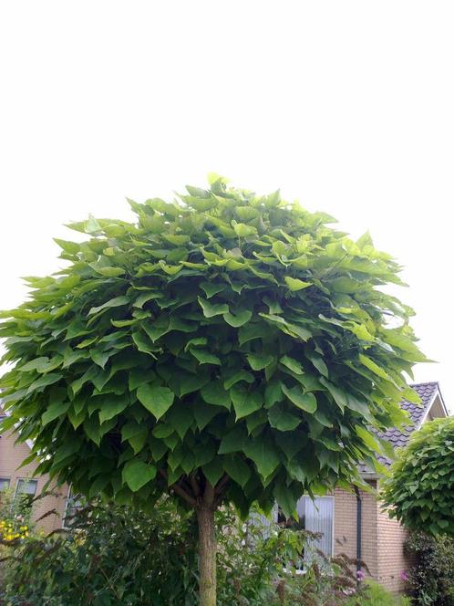 Bomen, Fruitbomen en haagplanten, Tuin en Terras, Planten | Bomen, Overige soorten, 250 tot 400 cm, Halfschaduw, Zomer, Ophalen of Verzenden