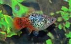 Hobbyaquarium Platy Blauw spotted Redtail