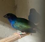 Forbes papegaai amandine overjarig