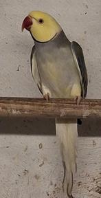 Kweekkoppel halsbandparkieten, Dieren en Toebehoren, Vogels | Parkieten en Papegaaien, Parkiet, Geringd