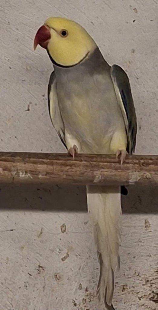 Kweekkoppel halsbandparkieten, Dieren en Toebehoren, Vogels | Parkieten en Papegaaien, Parkiet, Geringd