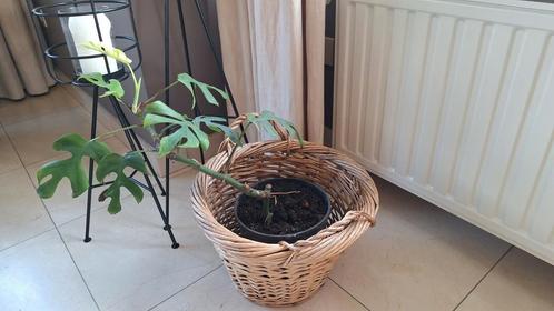 Monstera + rietenmand, Huis en Inrichting, Kamerplanten, Ophalen of Verzenden