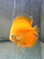 Discusvissen, Dieren en Toebehoren, Vis