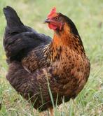Grote kuikens van zwarte en bruine legkip, Dieren en Toebehoren, Pluimvee