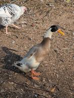 Haan Indische loopeend, Dieren en Toebehoren