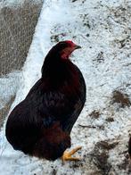 Gratis haan, Dieren en Toebehoren, Mannelijk, Kip