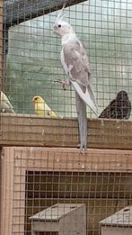 Valkparkieten, Dieren en Toebehoren, Mannelijk, Parkiet, Geringd