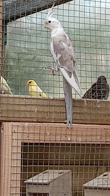 Valkparkieten beschikbaar voor biedingen