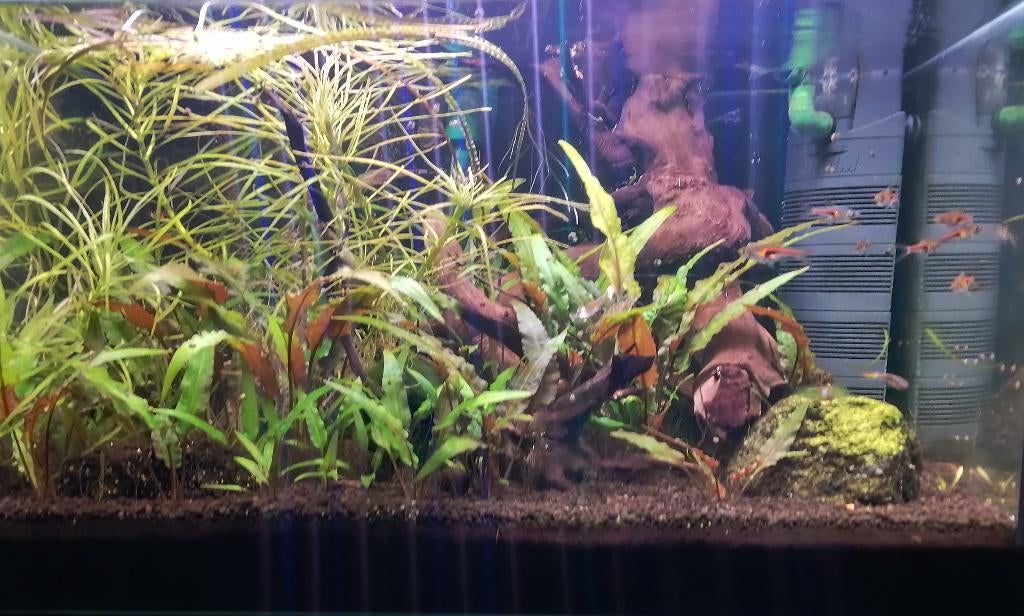 Aquarium 50x30x30, Enlèvement, Comme neuf, Aquarium d'eau douce rempli