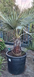 Palmboom Brahea Armata, Ophalen, Palmboom