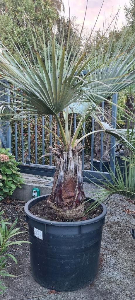 Palmboom Brahea Armata, Tuin en Terras, Planten | Bomen, Palmboom, Ophalen