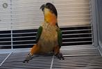 Kweekman zwartkop caique, Sexe inconnu, Perroquet, Bagué