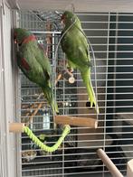 Alexander parkiet kweekkoppel + kooi(nieuw), Dieren en Toebehoren, Vogels | Parkieten en Papegaaien, Parkiet, Tam