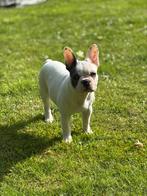 Franse Bulldog Puppy’s, Dieren en Toebehoren, Honden | Bulldogs, Pinschers en Molossers, België, Fokker | Hobbymatig, CDV (hondenziekte)