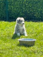 Border collie pups, Dieren en Toebehoren, Honden | Herdershonden en Veedrijvers, CDV (hondenziekte), Meerdere, 8 tot 15 weken