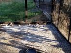DIAMANTDUIFJES TE KOOP, Dieren en Toebehoren, Vogels | Overige Vogels, Meerdere dieren