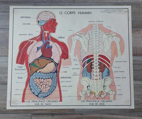 Oude leerborden voor het menselijk lichaam van Rossignol, Antiek en Kunst, Antiek | Schoolplaten, Ophalen