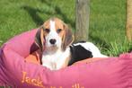 Beagle pups beschikbaar, Dieren en Toebehoren, Honden | Beagles, Bassets en Lopende honden, België, Beagle, 8 tot 15 weken, Meerdere