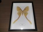Ingekaderde vlinder - Actias Maenas (Indonesië), Ophalen, Nieuw
