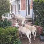 easy care ooi jaarling: 3 stuks, Dieren en Toebehoren, Schapen, Geiten en Varkens, Vrouwelijk, Schaap, 0 tot 2 jaar
