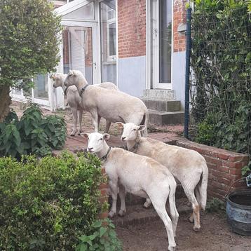 easy care ooi jaarling: 3 stuks beschikbaar voor biedingen
