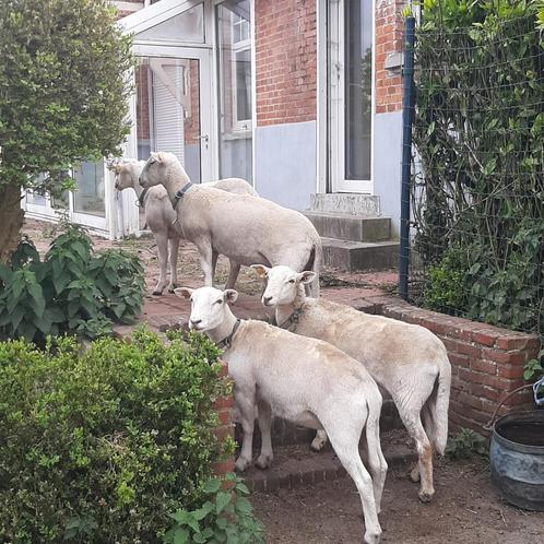 easy care ooi jaarling: 3 stuks, Dieren en Toebehoren, Schapen, Geiten en Varkens, Schaap, Vrouwelijk, 0 tot 2 jaar