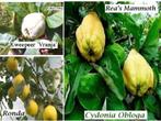 KWEEPEER oa "VRANJA" , Laagstam in pot, 17€ (Cydonia Oblonga, Tuin en Terras, Vaste plant, Fruitplanten, Ophalen of Verzenden