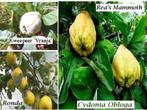 KWEEPEER oa "VRANJA" , Laagstam in pot, 17€ (Cydonia Oblonga, Vaste plant, Fruitplanten, Ophalen of Verzenden, Lente