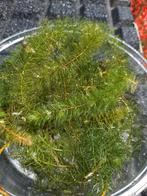 Fijne zuurstof planten, Tuin en Terras, Vijvers, Ophalen, Zo goed als nieuw