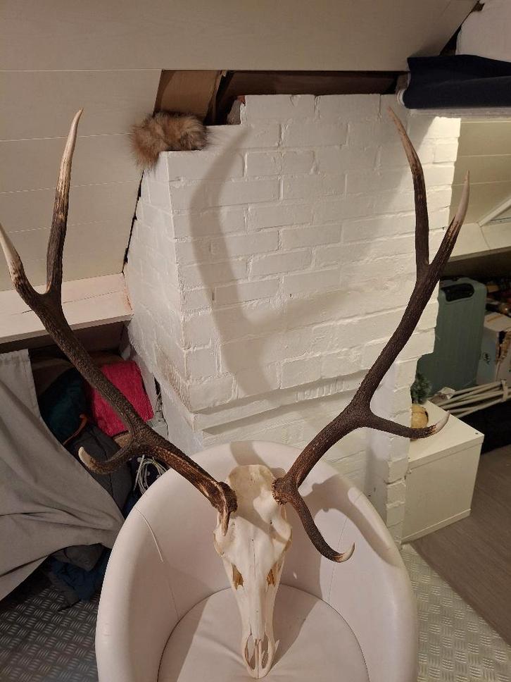 Gewei edelhert, Verzamelen, Dierenverzamelingen, Nieuw, Gewei of Kop, Hert, Ophalen