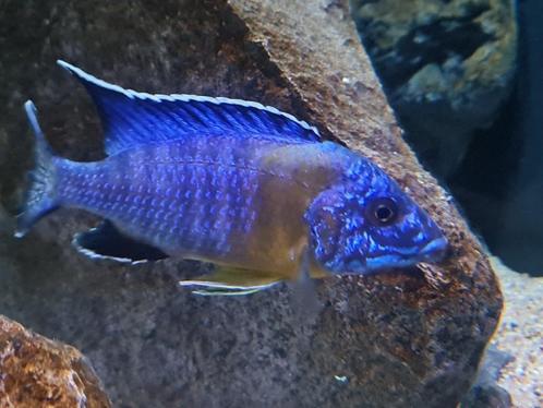 Mooi koppel malawi ( Aulonocara Maulana ), Dieren en Toebehoren, Vissen | Aquariumvissen, Zoetwatervis, Vis