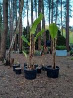 bananen planten, Jardin & Terrasse, Plantes | Arbres, Enlèvement ou Envoi
