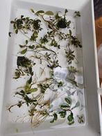 50 tonnes de rhizomes de bucephalandra, Animaux & Accessoires, Poissons | Poissons d'aquarium