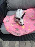 Handtamme Duitse reuzen beschikbaar, Dieren en Toebehoren, Konijnen, Meerdere dieren, Groot, 0 tot 2 jaar