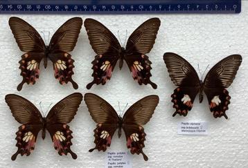 Papilio alphenor + polytes VLINDERS, 7€/ specimen 