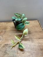 Scindapsus Jade Satin Marble, Enlèvement ou Envoi