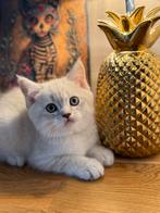 Brits korthaar, Kater, Gechipt, 0 tot 2 jaar