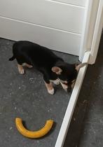 chihuahua pups, Dieren en Toebehoren, België, Fokker | Hobbymatig, Reu, 8 tot 15 weken