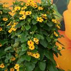 Suzanne met de mooie ogen, Tuin en Terras, Planten | Tuinplanten, Ophalen