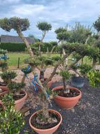 Olea europaea pon pon, Ophalen of Verzenden