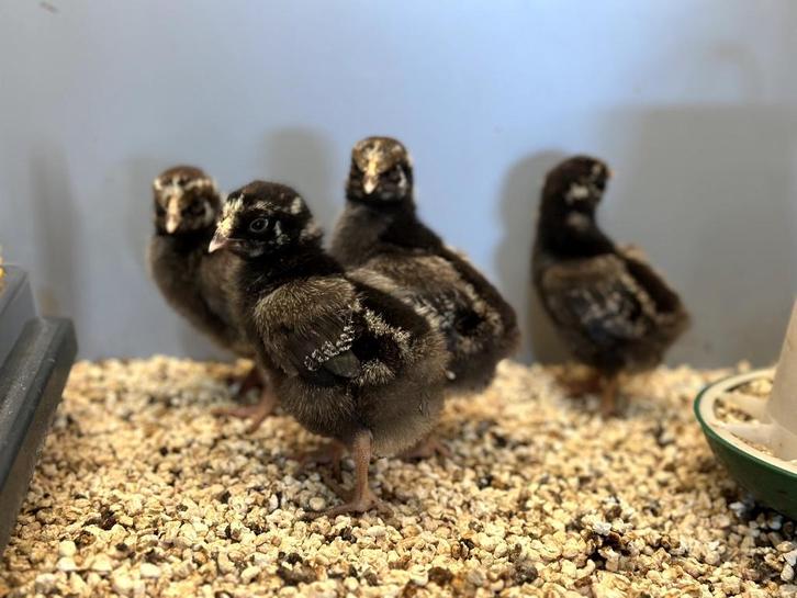 Mooie Wyandotte kuikens, gesekst en ingeënt, Dieren en Toebehoren, Pluimvee, Kip, Vrouwelijk