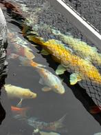 Prachtige grote kois te koop, Carpe ou Koï