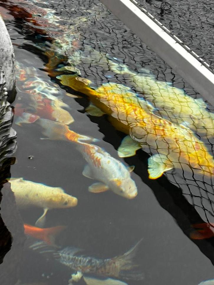 Prachtige grote kois te koop, Animaux & Accessoires, Poissons | Poissons d'étang, Carpe ou Koï