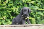 Zwarte Cockapoo puppies, Dieren en Toebehoren, Honden | Niet-rashonden, CDV (hondenziekte), Meerdere, 8 tot 15 weken, Meerdere dieren