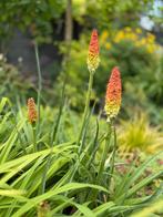 Kniphofia, Tuin en Terras, Ophalen
